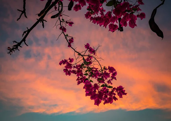 キュラソー島のカリブ海に沈む夕日 — ストック写真