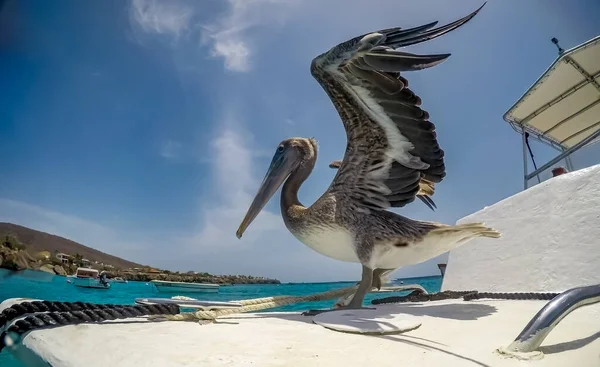 Simning Med Sköldpaddor Och Pelikaner Curacao — Stockfoto