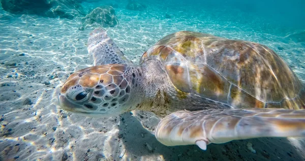 Photo Grande Tortue Nageant Mer Sous Eau — Photo