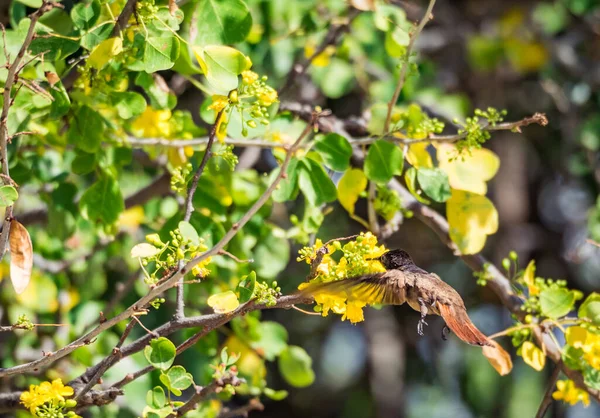 Oiseau Dans Les Kibracha Jaunes Brasil Trees Vues Sur Île — Photo