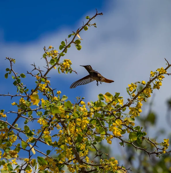 Vogel Gelben Kibracha Und Brasil Trees Blick Auf Die Karibik — Stockfoto