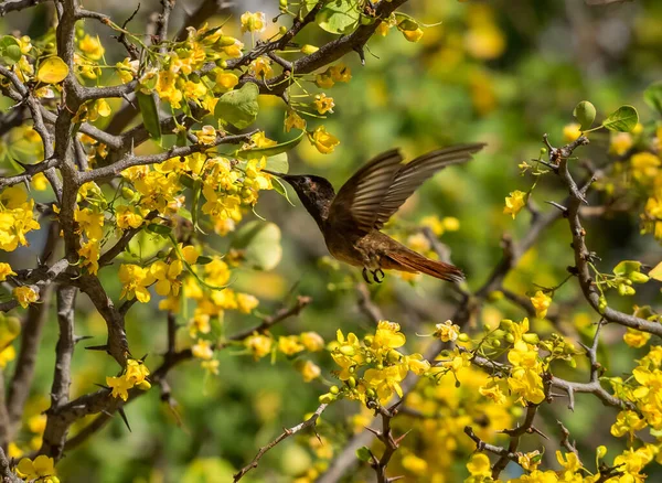 黄色のキブラチャとブラジルの鳥キュラソー島の木々の景色 — ストック写真