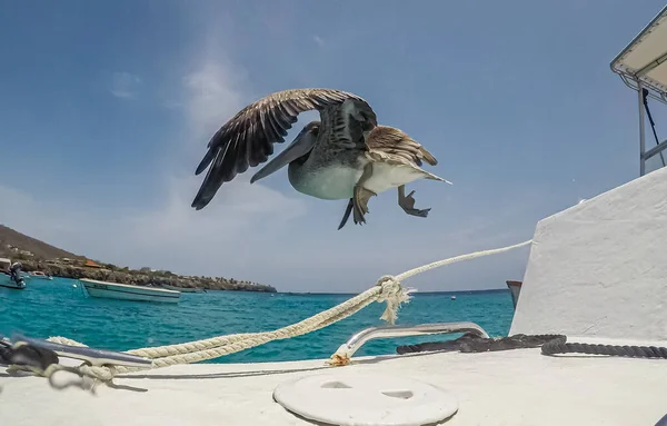 Simning Med Sköldpaddor Och Pelikaner Curacao — Stockfoto