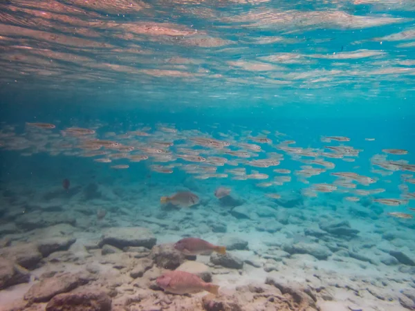 Photo Monde Sous Marin Récif Corallien Poissons — Photo