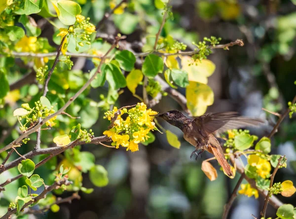 Oiseau Dans Les Kibracha Jaunes Brasil Trees Vues Sur Île — Photo