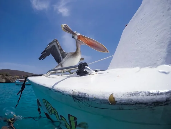 Simning Med Sköldpaddor Och Pelikaner Curacao — Stockfoto