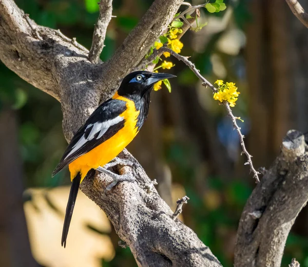 加勒比海库拉索岛的热带鸟类 — 图库照片