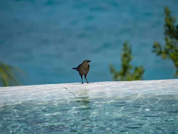 Ptaki Tropikalne Karaibskiej Wyspie Curacao — Zdjęcie stockowe