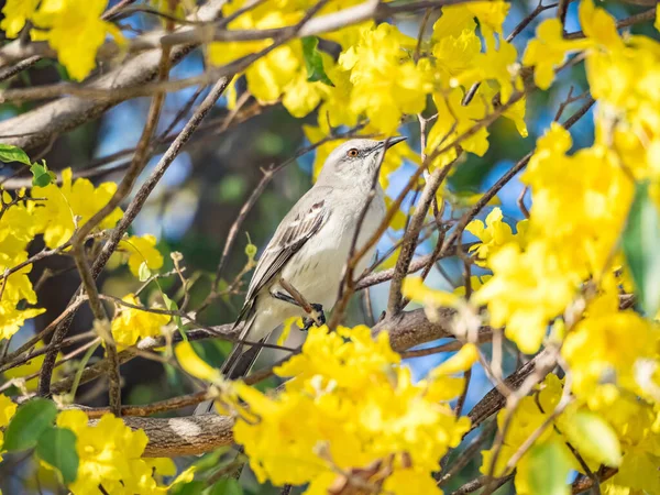 カラカオ島の熱帯鳥は — ストック写真