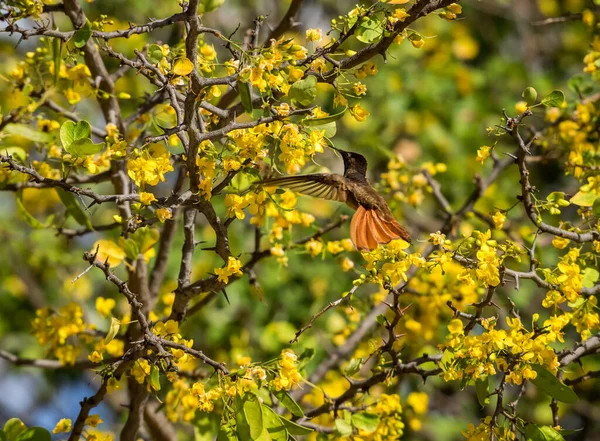 Pássaro Amarelo Kibracha Brasil Vistas Árvores Ilha Caribenha Curaçao — Fotografia de Stock