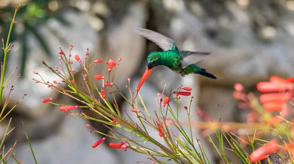 加勒比海库拉索岛的热带鸟类 — 图库照片