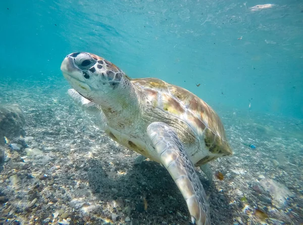 Foto Van Grote Schildpad Zwemmen Zee Onderwater — Stockfoto