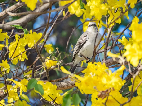 カラカオ島の熱帯鳥は — ストック写真