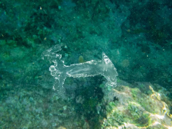 Obrázek Podmořského Světa Medúza — Stock fotografie