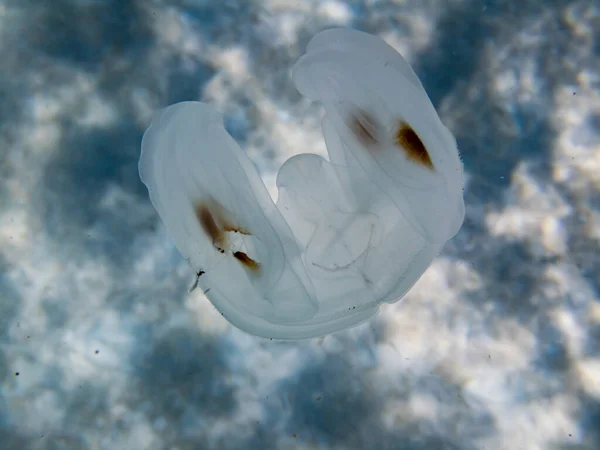 水中世界からの写真 クラゲが接近中 — ストック写真