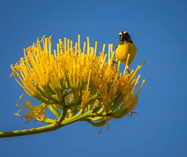 Tropical Birds Caribbean Island Curacao — Stock Photo, Image