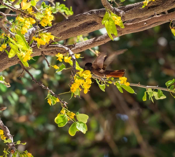 Oiseau Dans Les Kibracha Jaunes Brasil Trees Vues Sur Île — Photo