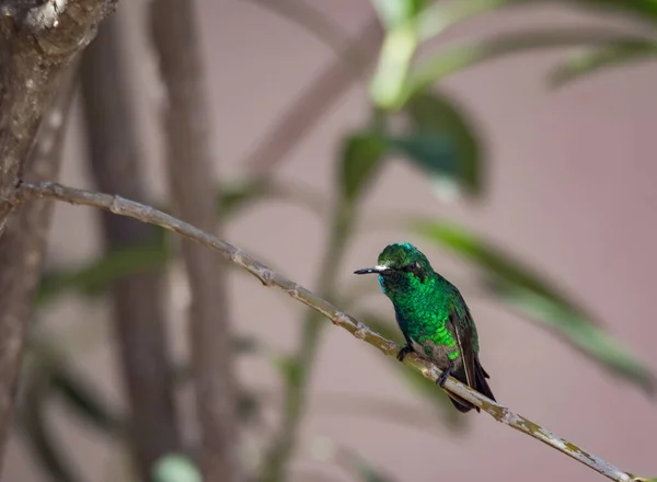 Тропические Птицы Карибском Острове Кюрасао — стоковое фото
