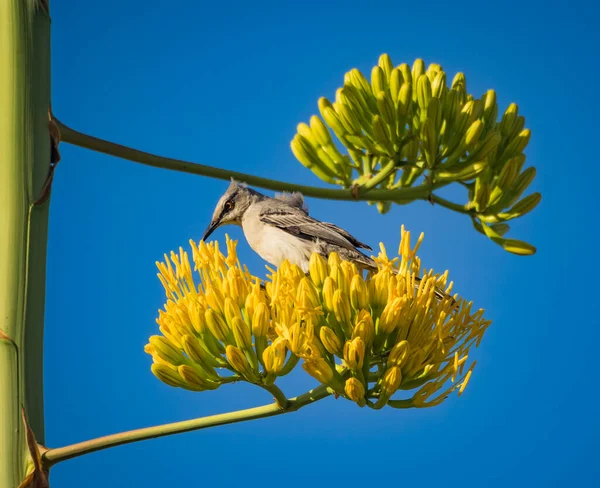 Aves Tropicais Ilha Caribenha Curaçao — Fotografia de Stock