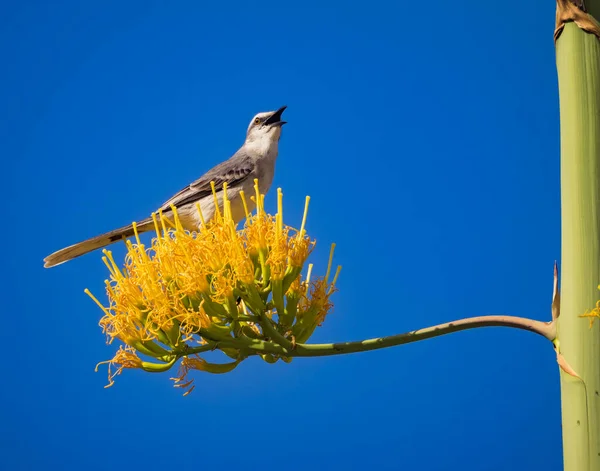 Oiseaux Tropicaux Sur Île Caribéenne Curaçao — Photo