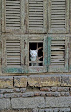 Kahire, Mısır. Pencerede beyaz kedi