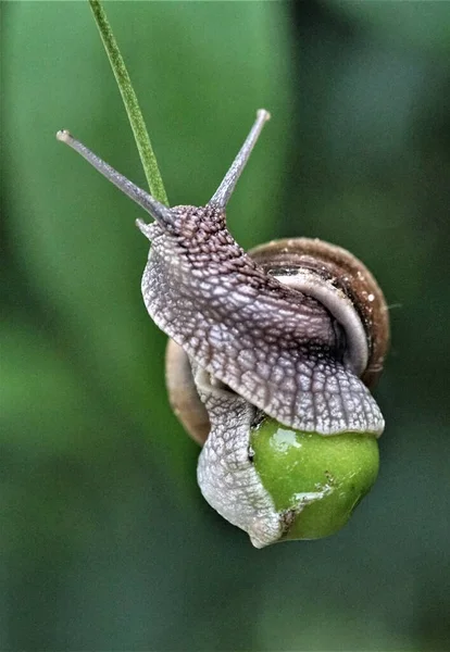 Giardino Lumaca Striscia Erba — Foto Stock