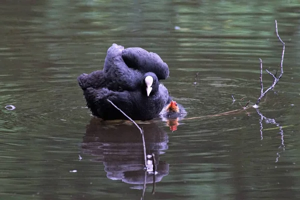 Yavru keçi yavrusu olan Avrasya yaban ördeği (Fulica atra). Yeşil doğa. Kuş: Avrasya Ördeği.