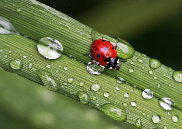 Uğur böceği (Coccinellidae) yağmur damlalarıyla çimlerin üzerinde oturuyor.