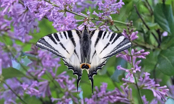 Papilio machaon, Eski Dünya Kırlangıç, Kelebek
