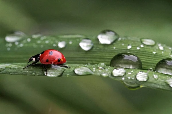 Uğur böceği (Coccinellidae) yağmur damlalarıyla çimlerin üzerinde oturuyor.