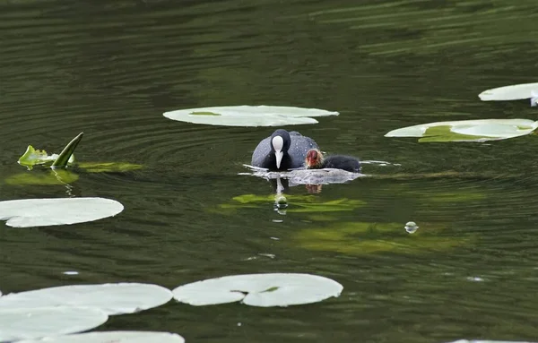 Yavru keçi yavrusu olan Avrasya yaban ördeği (Fulica atra). Yeşil doğa. Kuş: Avrasya Ördeği.