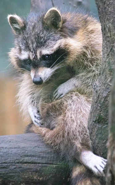 Raccoon Also Known North American Raccoon — Stock Photo, Image