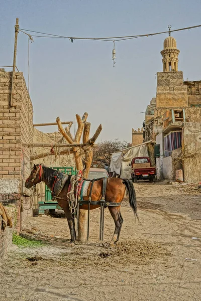CAIRO EGYPT, caminin önündeki at. Eski Kahire