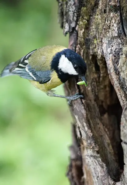Ağaçta tırtıl olan Titmouse.