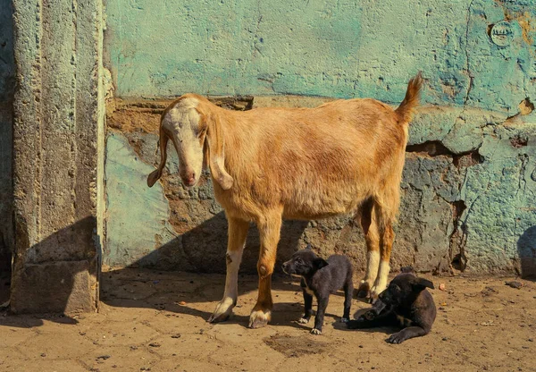 Kahire. Keçi ve köpek yavruları eski sokakta.