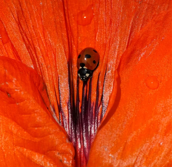 Kırmızı Bir Çiçekte Oturan Uğur Böceği — Stok fotoğraf