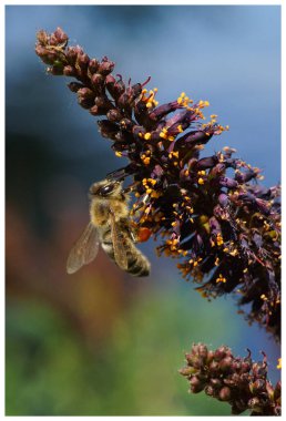 Arılar çiçekler arasında polen taşır