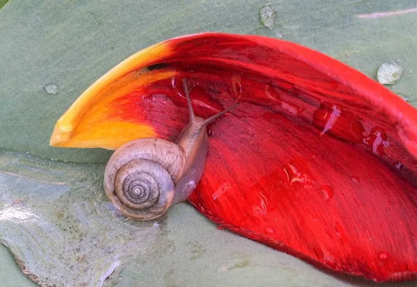 Snail Closeup Burgundy Snail Helix Roman Snail Edible Snail Escargot — Stock Photo, Image