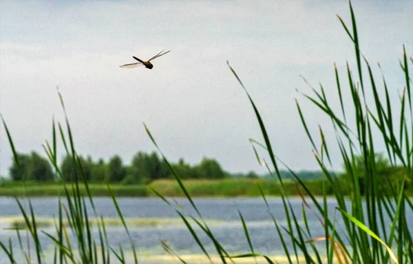 Dragonfly 'ı kapat (makro)