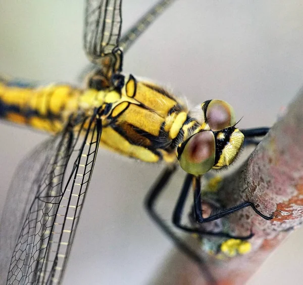 Dragonfly 'ı kapat (makro)