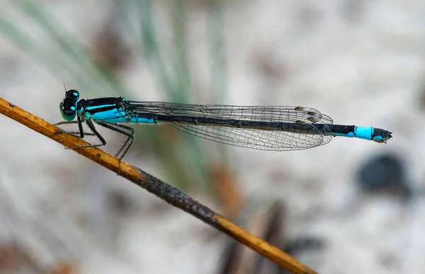 Dragonfly 'ı kapat (makro)