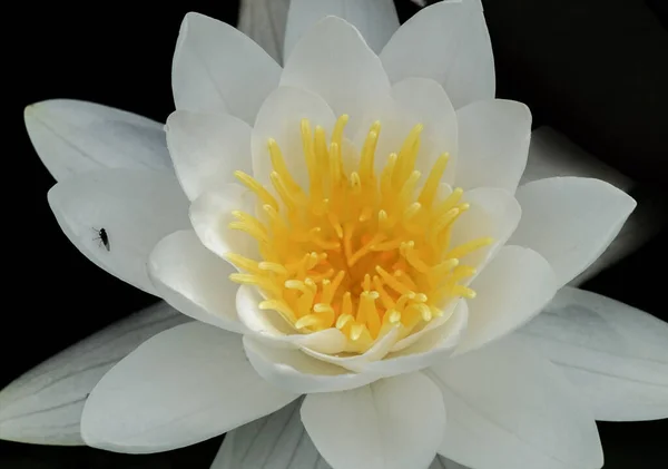 Flor Loto Blanco Estanque — Foto de Stock