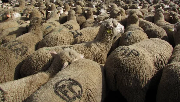 Huge Flock Sheep Crosses City Madrid Every Year Celebrating Feast — Stock Photo, Image
