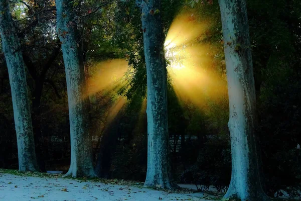 Rayon Soleil Réfléchi Entre Les Arbres Projetant Toute Gamme Couleurs — Photo