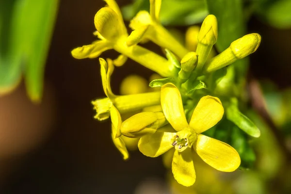 Flores Groselha Dourada Clove Durrant Pruterberry Também Chamado Groselha Búfalo — Fotografia de Stock