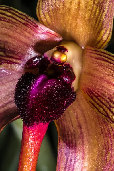 Hedgehog Shape Lip Bulbophyllum Bulbophyllum Echinolabium Tails Echinolabium Dark Star — 스톡 사진