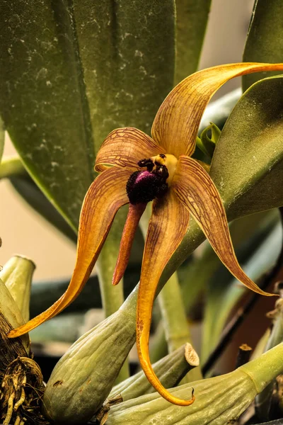 Lip Bulbophyllum Σχήμα Σκαντζόχοιρου Bulbophyllum Echinolabium Tails Echinolabium Dark Starl — Φωτογραφία Αρχείου