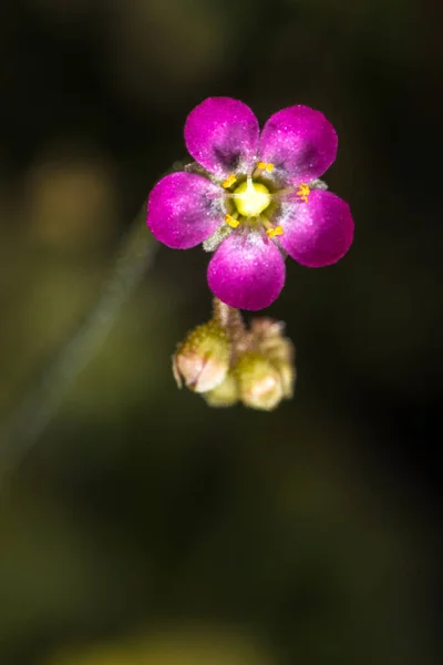 Flower Pink Spathulate Leaved Sundew Drosera Capillaris — Stock Photo, Image