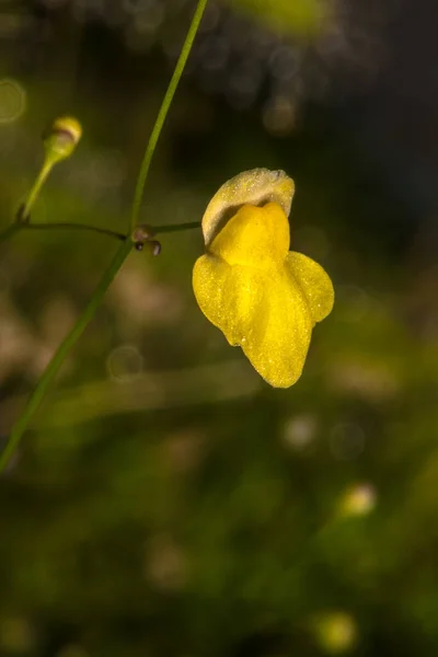 Flor Zigzag Bladderwort Utricularia Subulata —  Fotos de Stock