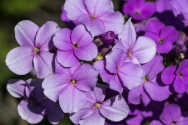 Flower of Dames Rocket - Hesperis matronalis